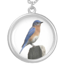 Eastern Bluebird Male Pendants