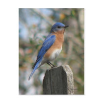 Eastern Bluebird Male Postcard