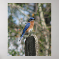 Eastern Bluebird Male Posters