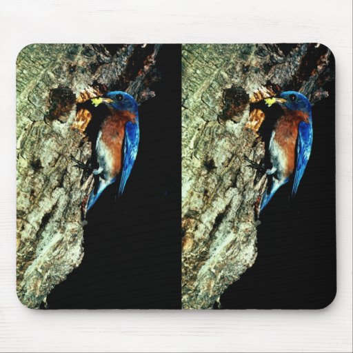 Eastern Bluebird Mouse Pad