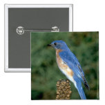 Eastern Bluebird on a mullein stalk Buttons
