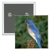 Eastern Bluebird on a mullein stalk Buttons