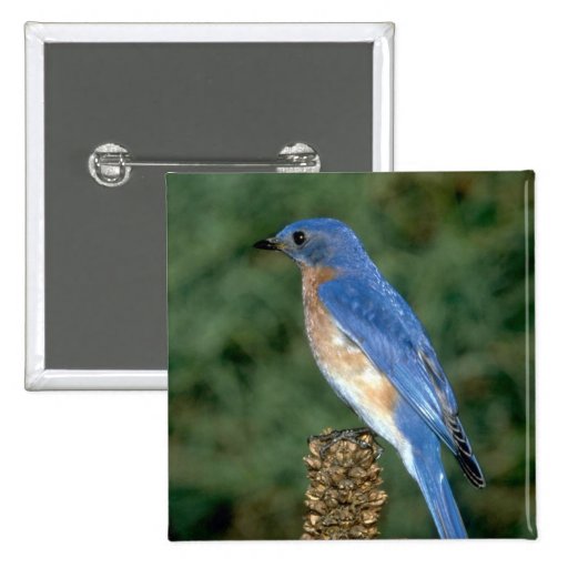 Eastern Bluebird on a mullein stalk Buttons