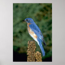 Eastern Bluebird on a mullein stalk Poster