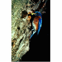 Eastern Bluebird Photo Cut Out