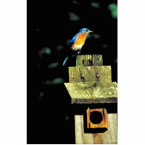 Eastern bluebird photo cut out