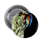Eastern Bluebird Pin