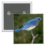 Eastern Bluebird Pin