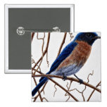Eastern bluebird pin