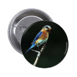 Eastern Bluebird Pins