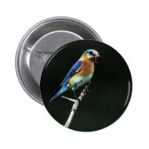 Eastern Bluebird Pins
