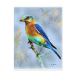 Eastern Bluebird...Postcard