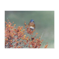 Eastern Bluebird Post Card