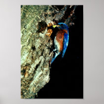 Eastern Bluebird Print