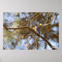 Eastern Bluebird Posters