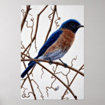 Eastern bluebird poster