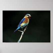 Eastern Bluebird Posters