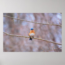 Eastern Bluebird