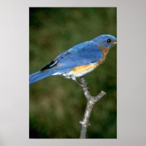 Eastern Bluebird Posters