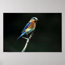 Eastern Bluebird Posters