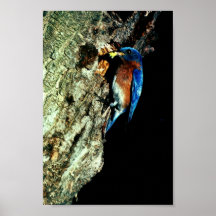 Eastern Bluebird Print