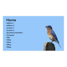 Eastern Bluebird Profile Card Business Cards