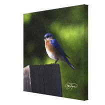 Eastern Bluebird Wall Decor Home or Office Print R Stretched Canvas Prints