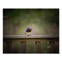 Eastern Bluebird Wall Decor Photo