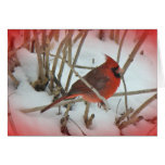 Eastern Cardinal Songbird Coordinating Items