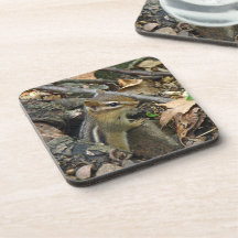 Eastern Chipmunk - Tamias striatus Beverage Coasters