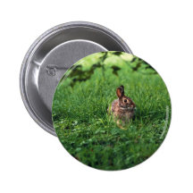 Eastern Cottontail Pinback Buttons