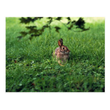 Eastern Cottontail Postcards