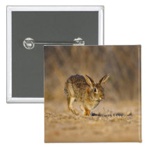 Eastern cottontail rabbit hopping