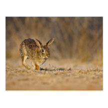 Eastern cottontail rabbit hopping post cards