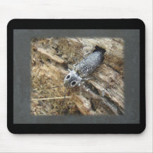 Eastern Eyed Elater Click Beetle - Alaus oculatus Mousepads