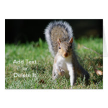 Eastern Grey Squirrel card