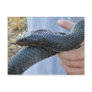 Eastern indigo snake (Drymarchon corais couperi) Postcards