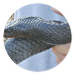 Eastern indigo snake (Drymarchon corais couperi) Round Stickers