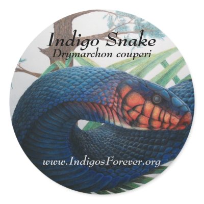 Eastern Indigo Snake Stickers by IndigosForever