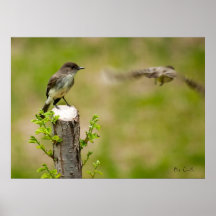 Eastern Phoebes Print