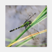 Eastern Pondhawk Dragonfly Magnet