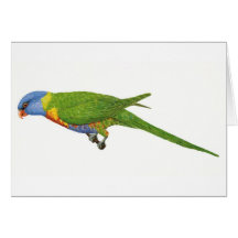 Eastern Rainbow Lorikeet Cards