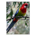 Eastern Rosella Getting the Worm... Greeting Cards