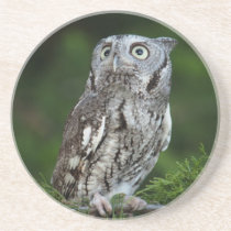 Eastern Screech Owl (Grey-phase) Otus asio coaster coasters