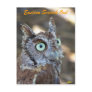 Eastern Screech Owl II Post Cards