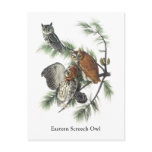 Eastern Screech Owl, John Audubon Post Cards