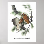 Eastern Screech Owl, John Audubon Poster
