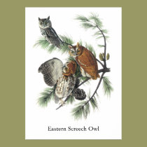 Eastern Screech Owl, John Audubon posters