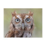 Eastern Screech Owl Photograph Postcard