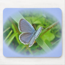 Eastern Tailed Blue Butterfly Coordinating Items Mouse Pad